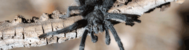 tarantula