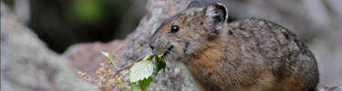American Pika with food