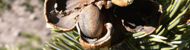 Pinon cone with seed