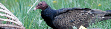 turkey vulture at dead elk