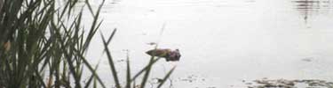 Beaver