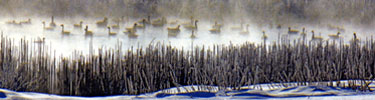 Ducks on the marsh