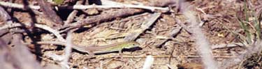 Lizard