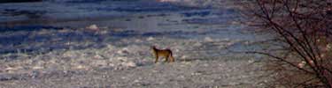 mountain lion