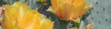 Prickly Pear blossoms