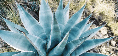 View of an agave, also known as the century plant