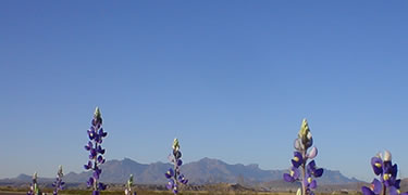 Bluebonnets and the Chisos