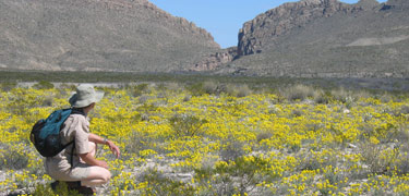 Wildflowers near Dog Canyon