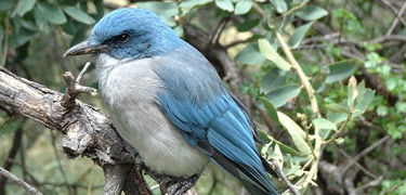 A Mexican jay in the Chisos Mountains