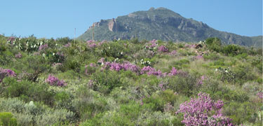 Hillside above Panther Junction covered in ceniza blooms