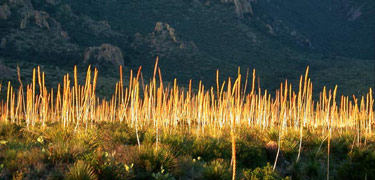 a forest of sotol stalks catches the sunlight in Green Gulch