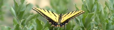 Resting butterfly