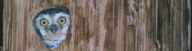 Elf owl peeks out from its nest