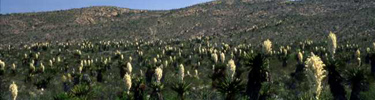 Giant dagger yuccas blooming at Dagger Flat