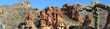 Cholla and the red rocks in Blue Creek Canyon