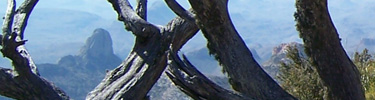 Tortuga Mountain, as seen through the branches of a tree on the South Rim
