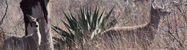 Carmen Mountains white tail deer in the Chisos Basin