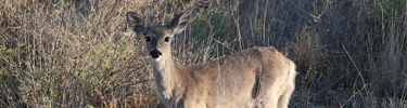 Carmen Mountains whitetail deer