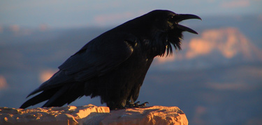racous resident of Bryce Canyon (Raven)
