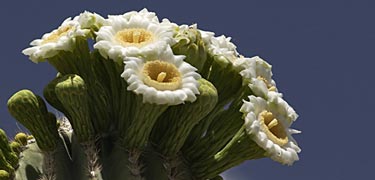A saguaro cactus in full bloom photographed in early June.
