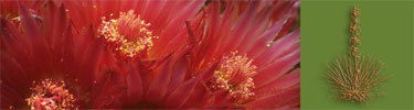 This Barrel Cactus blooms in early September.