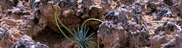 Seedling in Biological Soil Crust