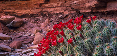 Claret Cup Cactus
