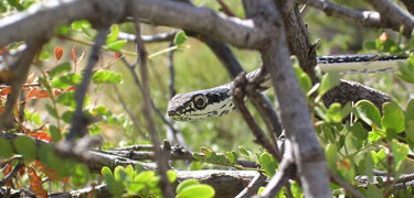 desert striped whipsnake (Masticophis taeniatus)
