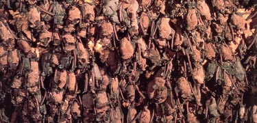 Brazilian (Mexican) free-tail bats in their roost in the Bat Cave of Carlsbad Cavern.