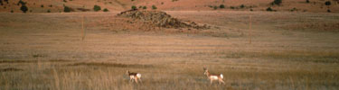 color photograph of pronghorn antelope in field