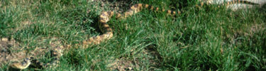 color photograph of bull snake in grass