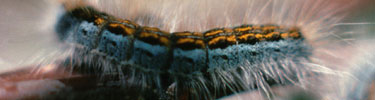 color photgraph of caterpillar