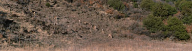 color photograph of herd of mule deer on lava flow