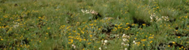 color photograph of flowers and grasses in prairie