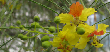 Yellow and Orange Bloom