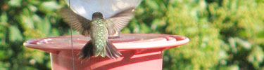 Hummingbird at feeder in Spanish Garden