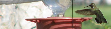 Hummingbird at feeder in Spanish Garden