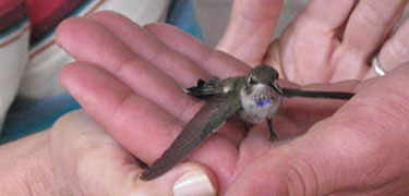 Hummingbird Monitoring Program