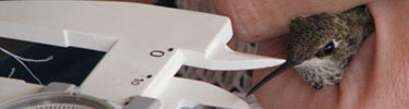 Measuring of Hummingbird