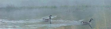 Two Canadian Geese on Veteran's Lake