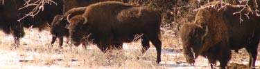 The bison herd in winter