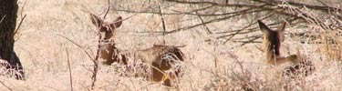 Whitetail deer in winter