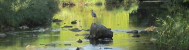 A great blue heron stands on a rock in the middle of Rock Creek