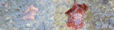 Autumn leaves floating in Travertine Creek