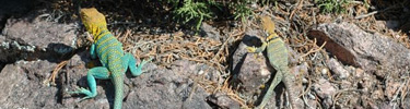 Collard lizards
