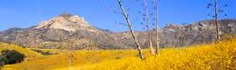 Grassland of Coronado National Memorial