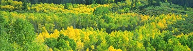 Aspens, NPS Photo by Lisa Lynch
