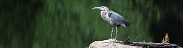 Great Blue Heron. NPS Photo by Lisa Lynch