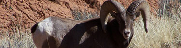 Bighorn sheep.
