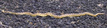 A Great Basin Gopher snake on lava rock